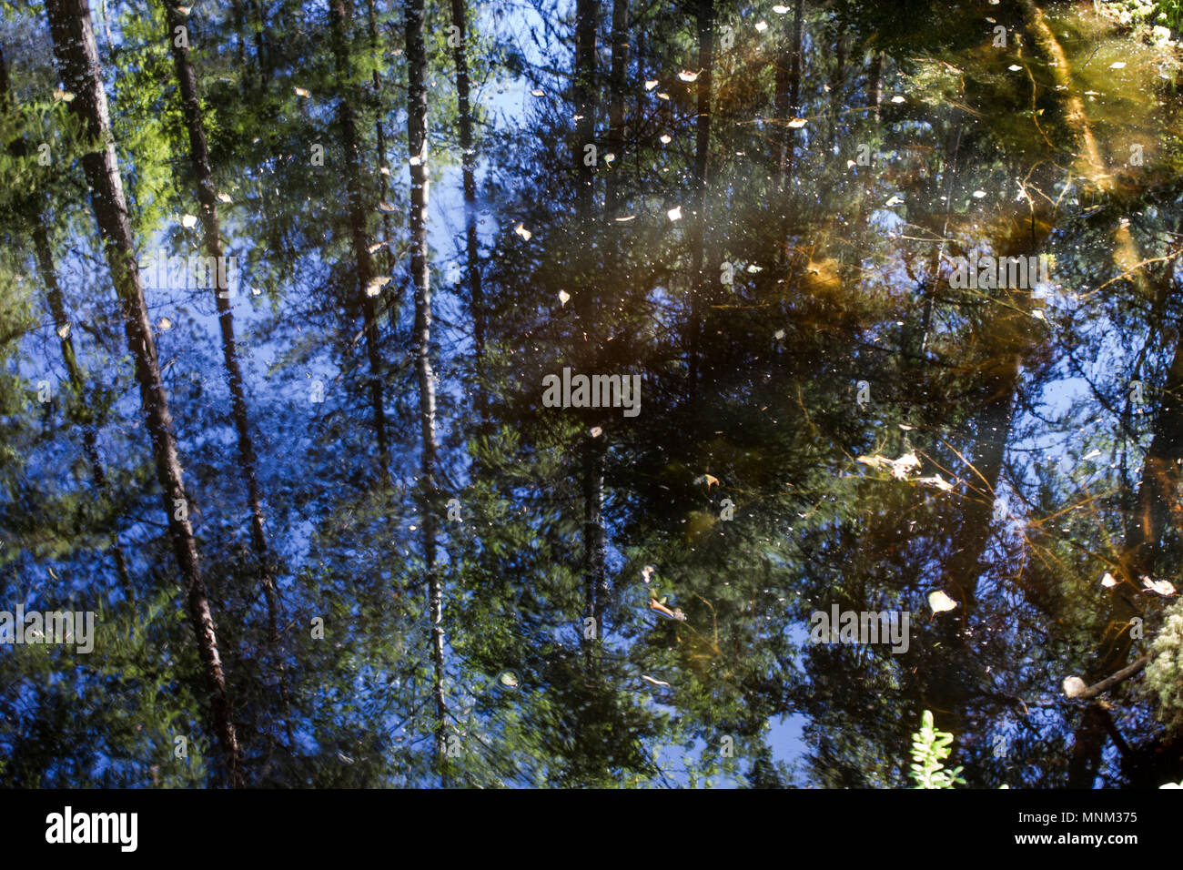 Pfütze spiegelt den Wald in der Nähe von Oskarshamn, Schweden. Stockfoto