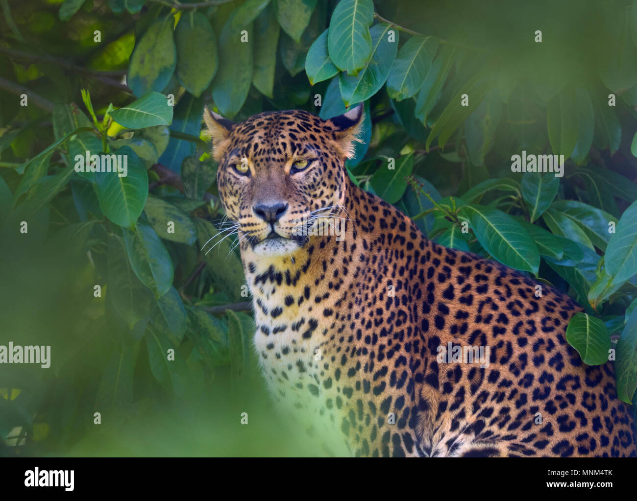 Panthera pardus kotiya aus Sri Lanka. Stockfoto