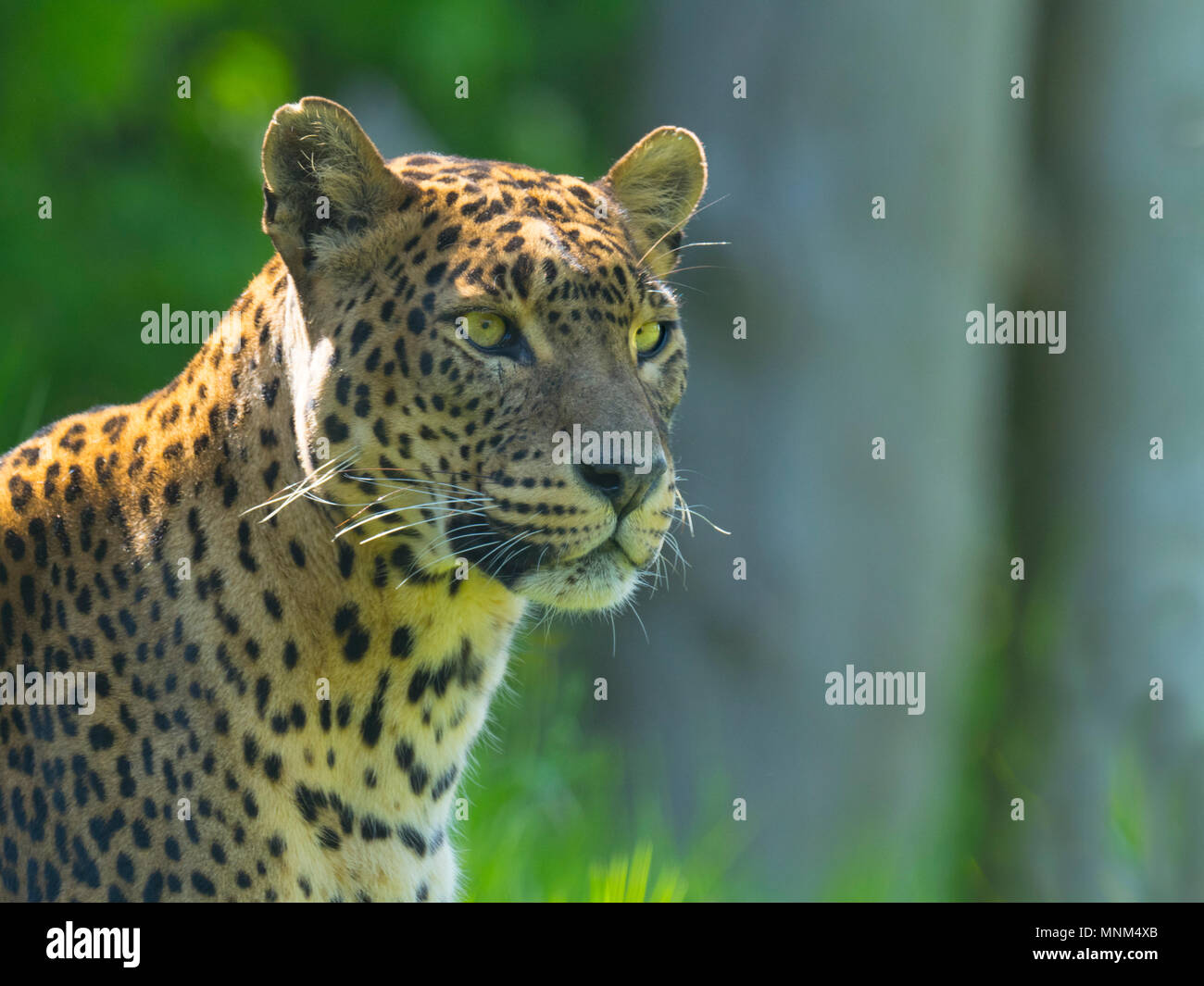 Panthera pardus kotiya aus Sri Lanka. Stockfoto