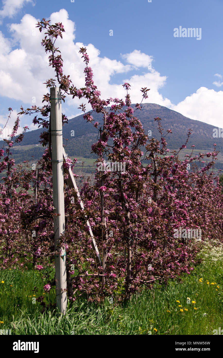 Kultiviert blühende Apfelbäume, Italien, Europa Stockfoto