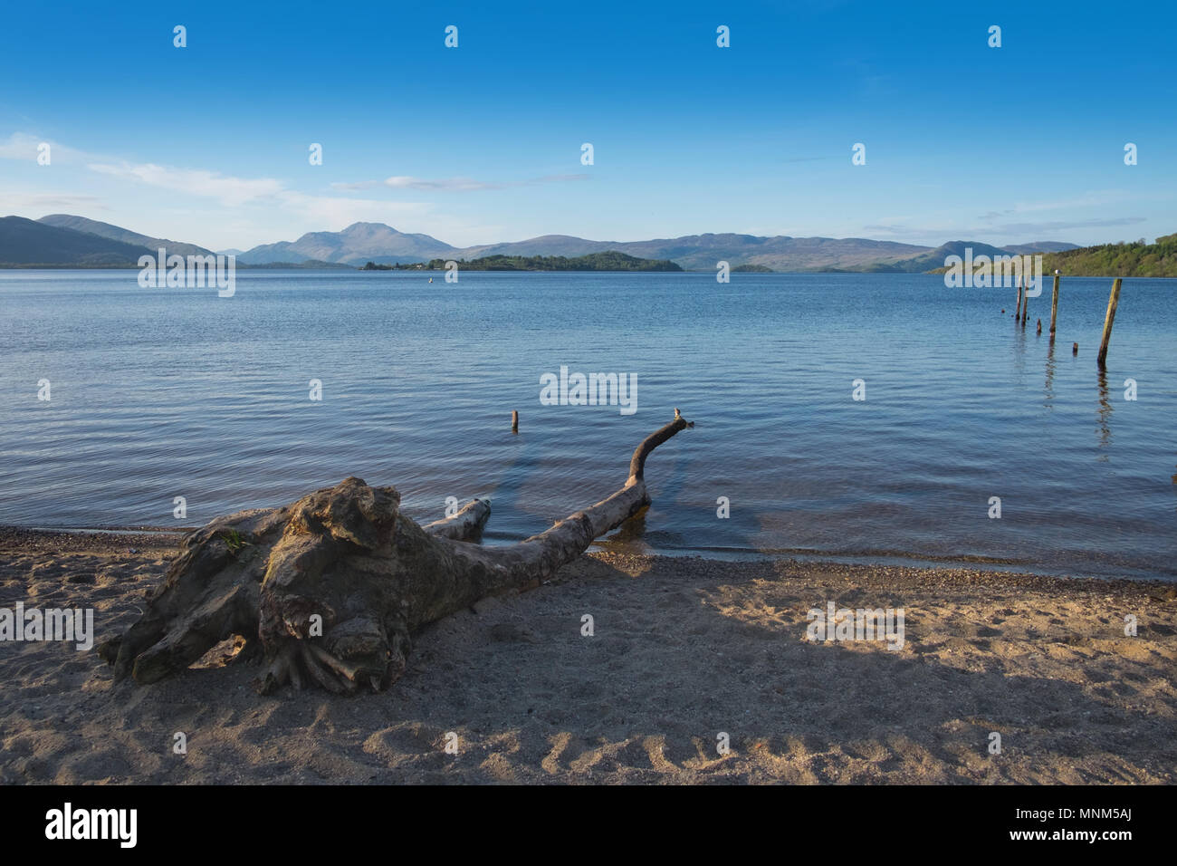 Die bonnie Ufer von Loch Lomond, Schottland Stockfoto