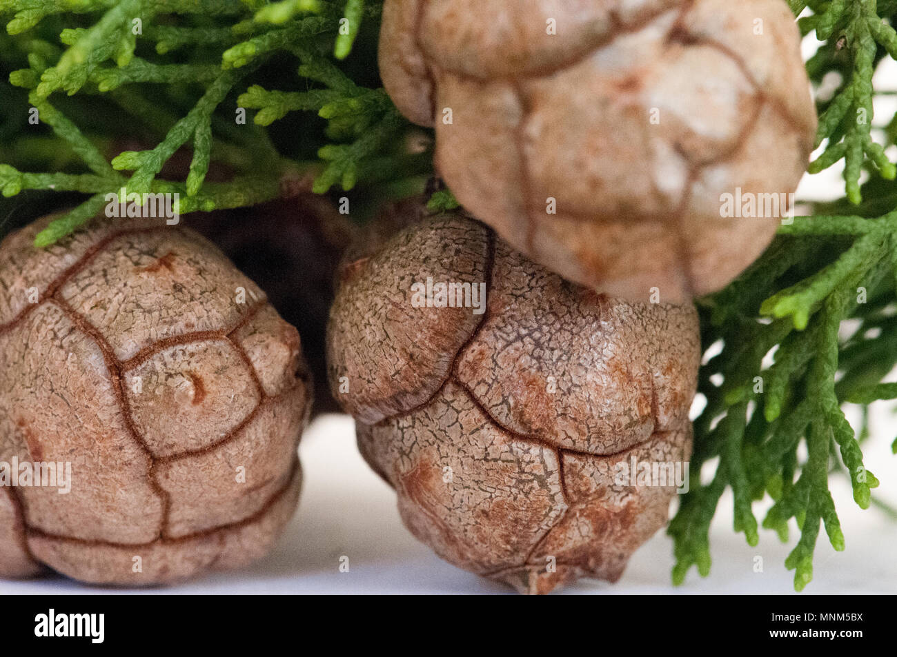 Cupressus sempervirens Kegel. Auch als die Italienische Zypresse und verschiedenen anderen Namen bekannt. Diese sind die männlichen Zapfen. Stockfoto