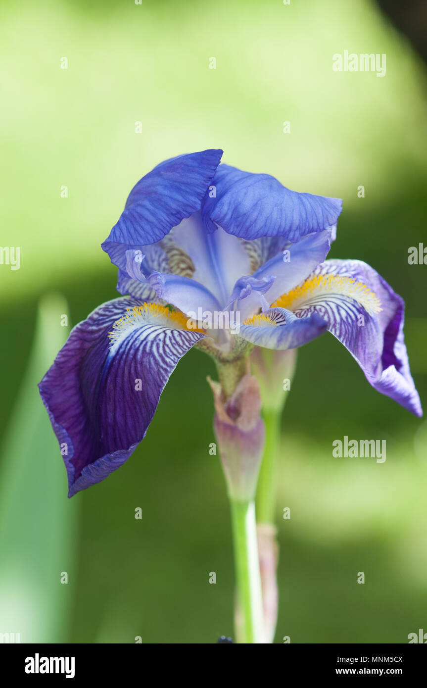 Bearded Iris Iridaceae, Lila Blume, Nahaufnahme, shot 2 Töne des Blütenblattes Farbe und gelben Staubgefäßen. Stockfoto