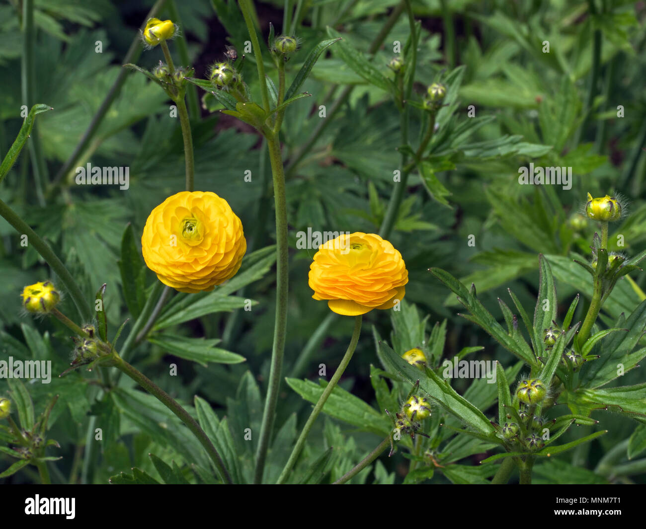 Ranunculus Acris 'Flore Pleno' Stockfoto