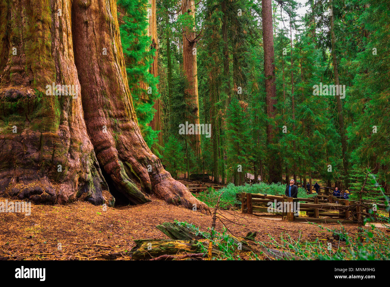 Touristen von einem gigantischen Sequoia Baum Stockfoto