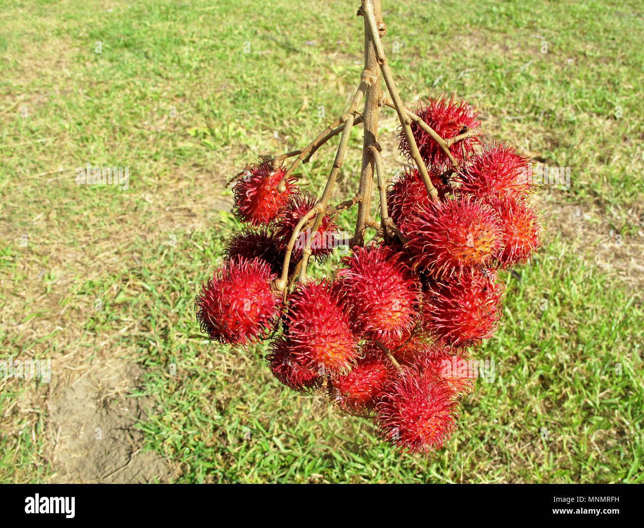 Rambutan, Nephelium Lappaceum, die litschi wie Obst mit langen Haken Stacheln, Costa Rica Stockfoto