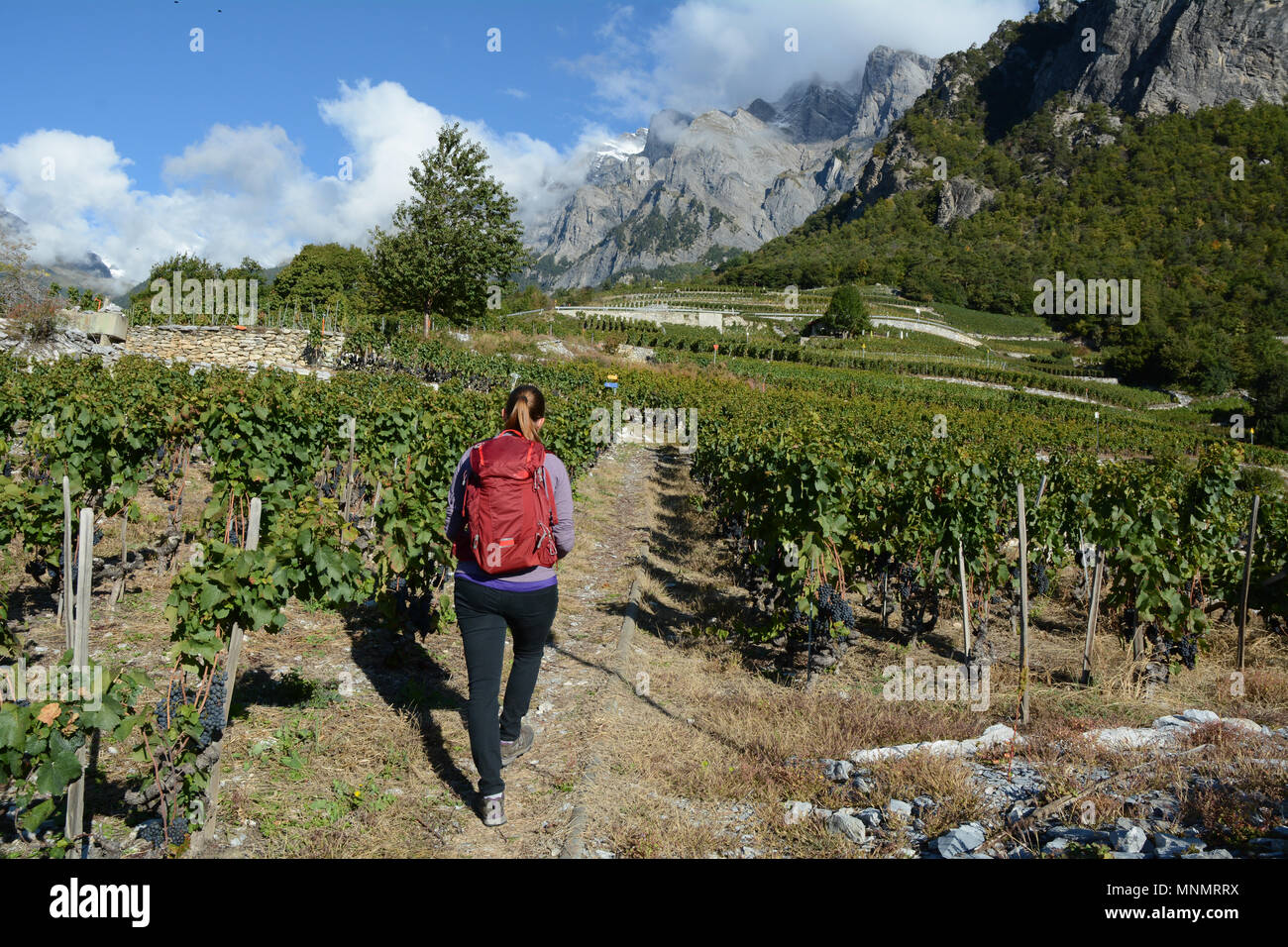 Eine Frau wandern entlang der Weinberge auf der Swiss Wine Trail im Rhône-Tal, in der Nähe der Stadt von Chamoson, im Kanton Wallis, Schweiz. Stockfoto