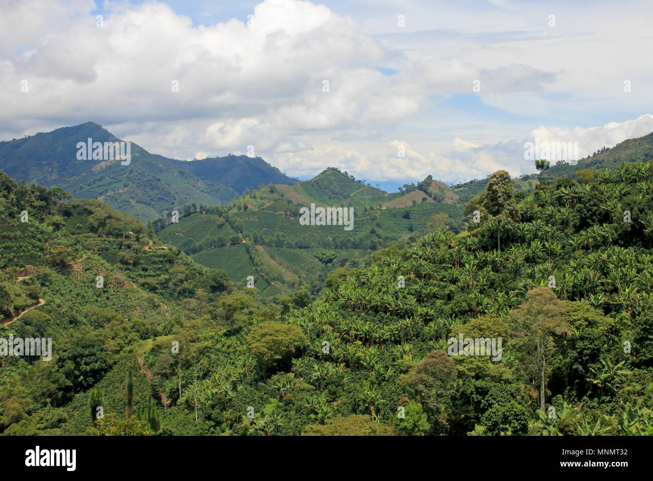 Landschaft der Kaffee- und Bananenplantagen im Kaffee Anbau Region in der Nähe von El Jardin, Antioquia, Kolumbien Stockfoto