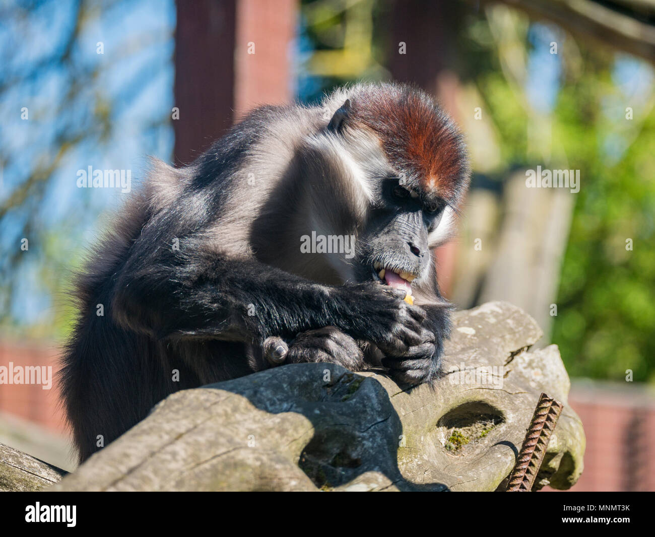 Cherry gekrönt Mangabey (Cercocebus torquatus) Stockfoto