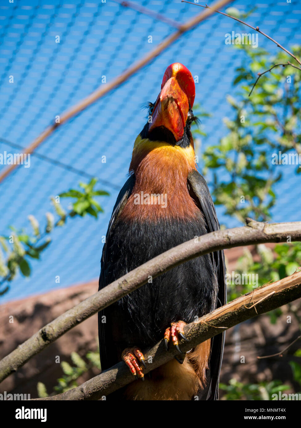 Rofous Nashornvogel (Buceros hydrocorax) Stockfoto