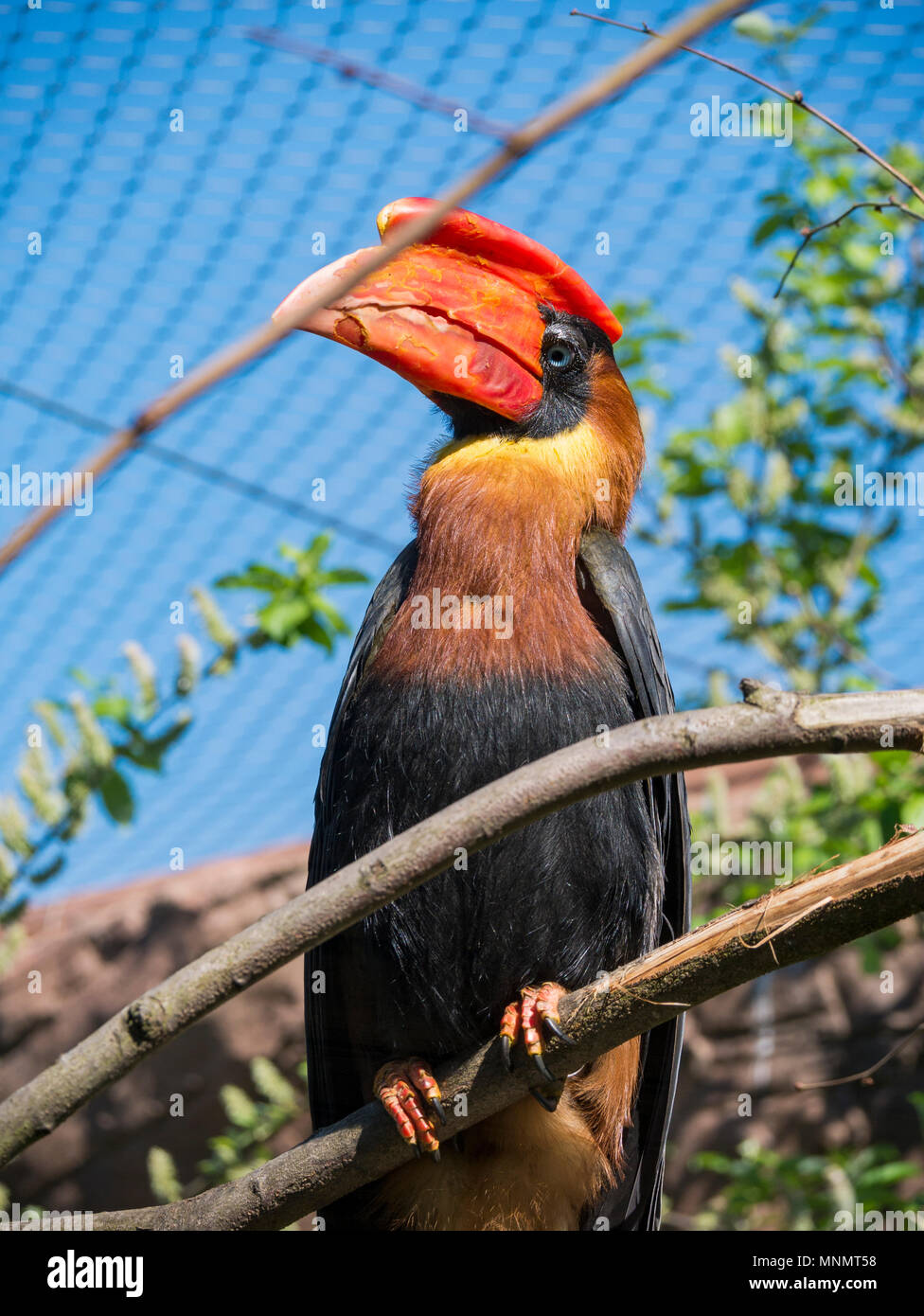 Rofous Nashornvogel (Buceros hydrocorax) Stockfoto