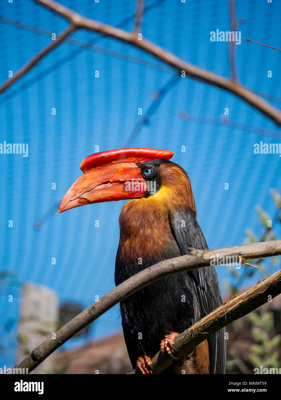 Rofous Nashornvogel (Buceros hydrocorax) Stockfoto
