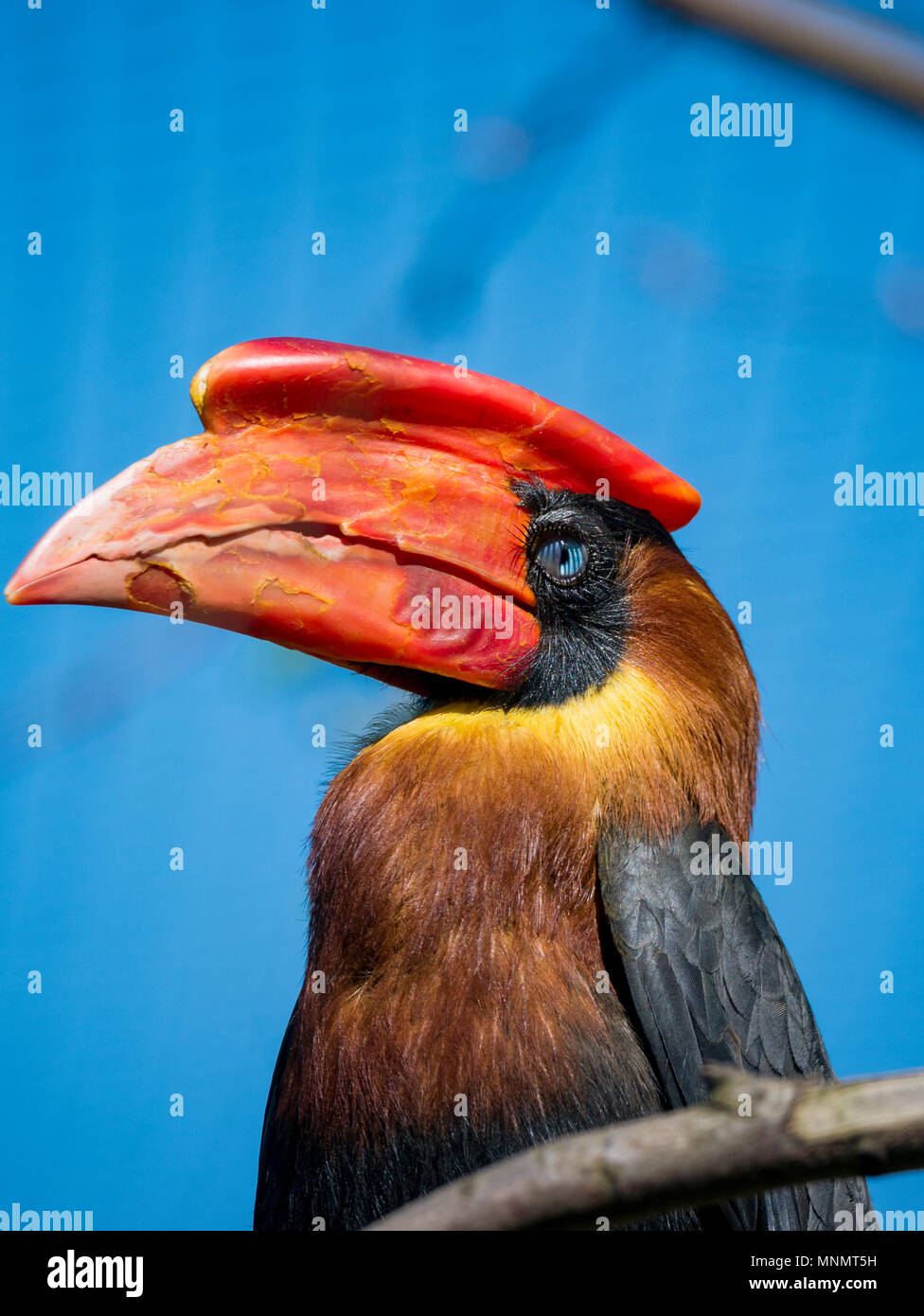 Rofous Nashornvogel (Buceros hydrocorax) Stockfoto