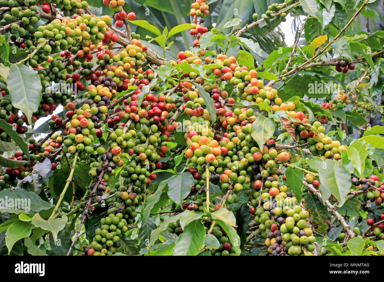 Kaffee Beerenbaum Stockfotos und bilder Kaufen Alamy