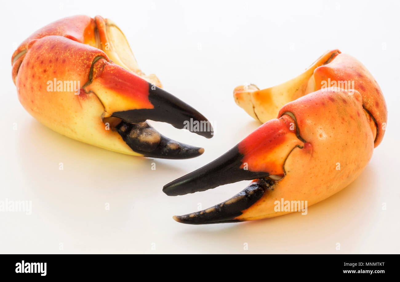 Stone Crab Claws auf weißem Hintergrund Stockfoto