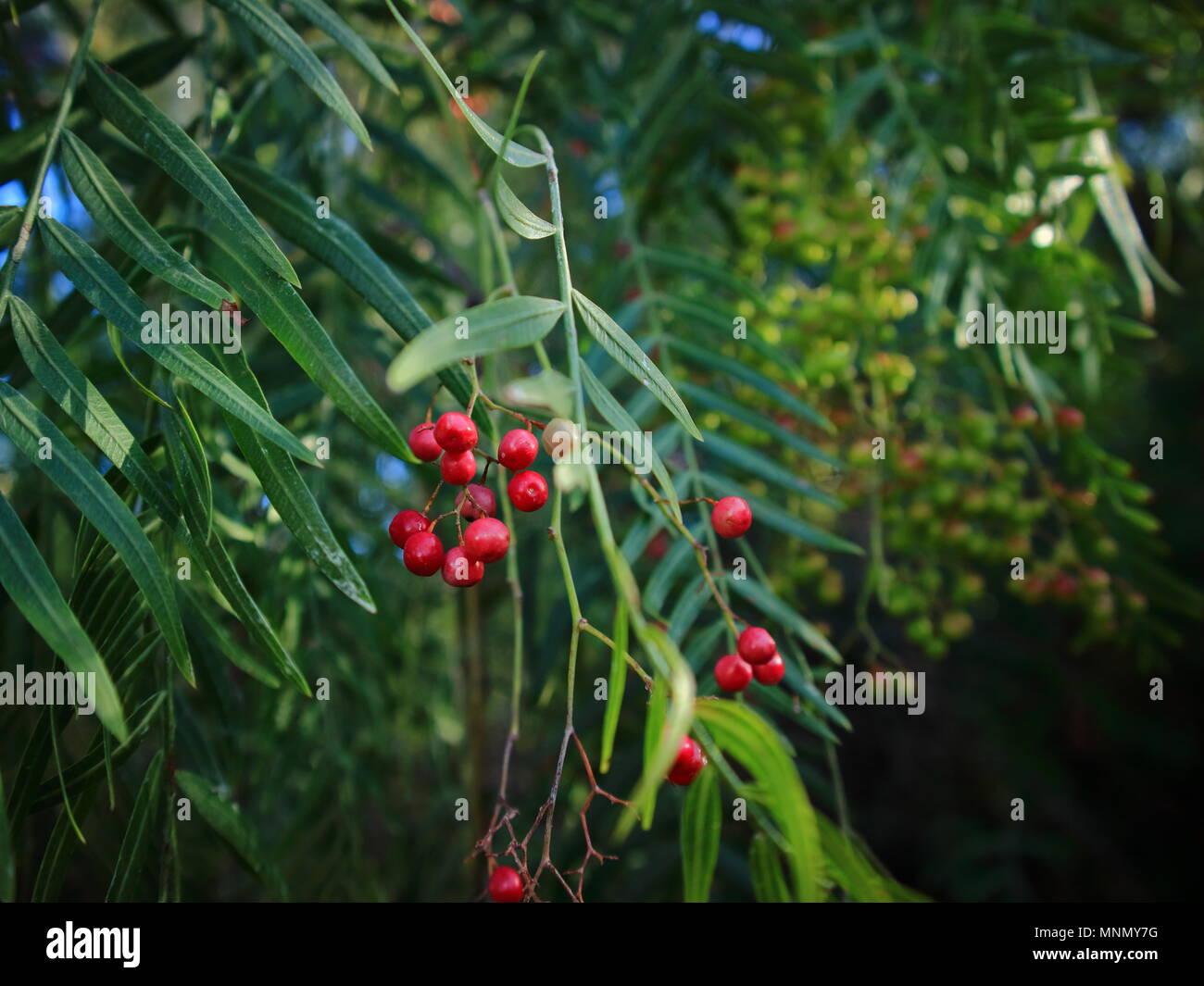 In der Nähe des Pepper Tree mit grün und rosa Früchte. Stockfoto