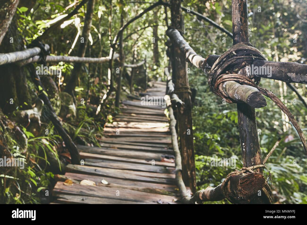 Alte erhöhten Laufsteg durch Dschungel. Regenwald in Sri Lanka. Stockfoto