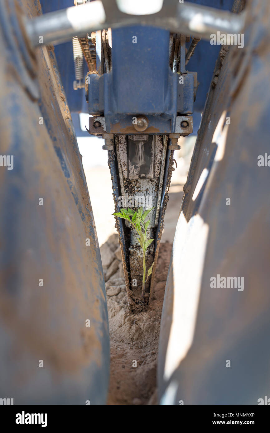 Tomate Pflanzmaschine Maschine einlegen Pflanzgut auf dem Boden. Tomaten Anpflanzen von Treibhausgasemissionen zu Ackerland Stockfoto