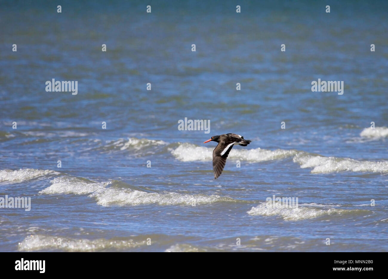 Ein austernfischer über schäumende Meer fliegen, Baja California, Mexiko Stockfoto