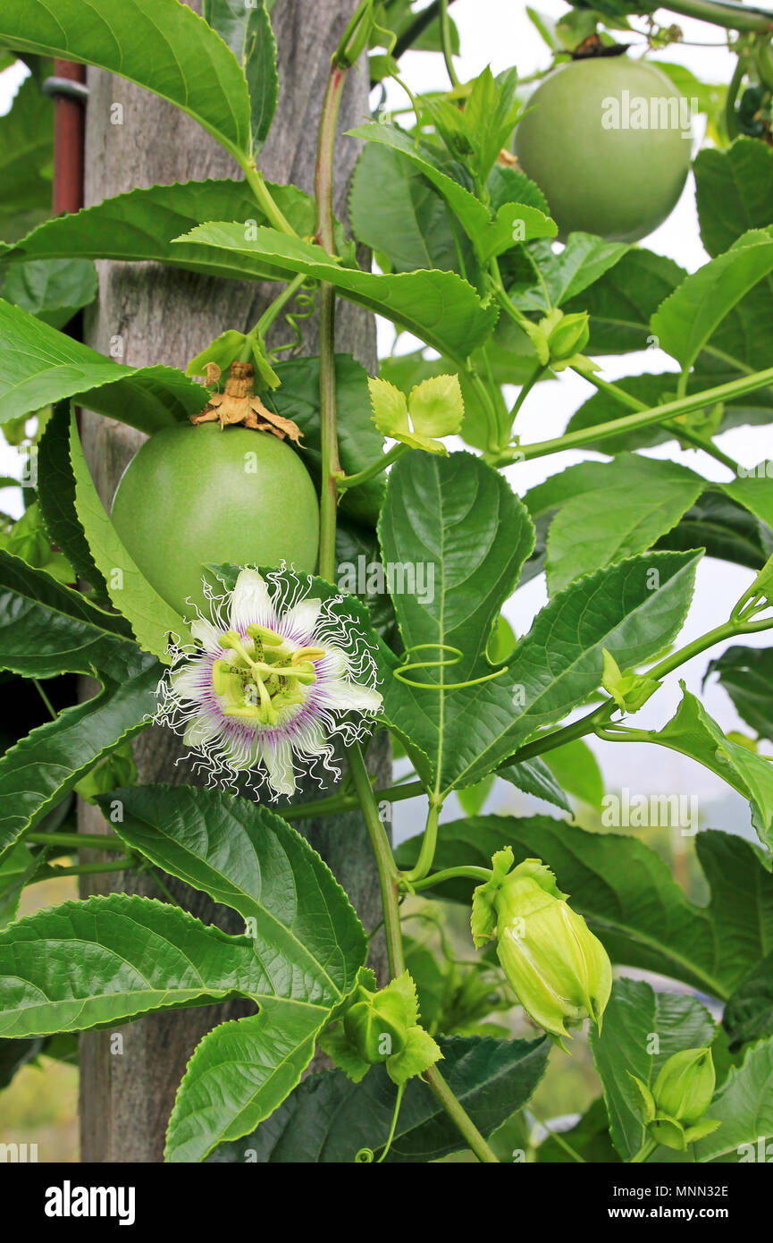 Passionsfrucht, Maracuja, Passiflora edulis, die an den Rebstöcken in Plantagen, in der Nähe von El Jardin, Antioquia, Kolumbien Stockfoto