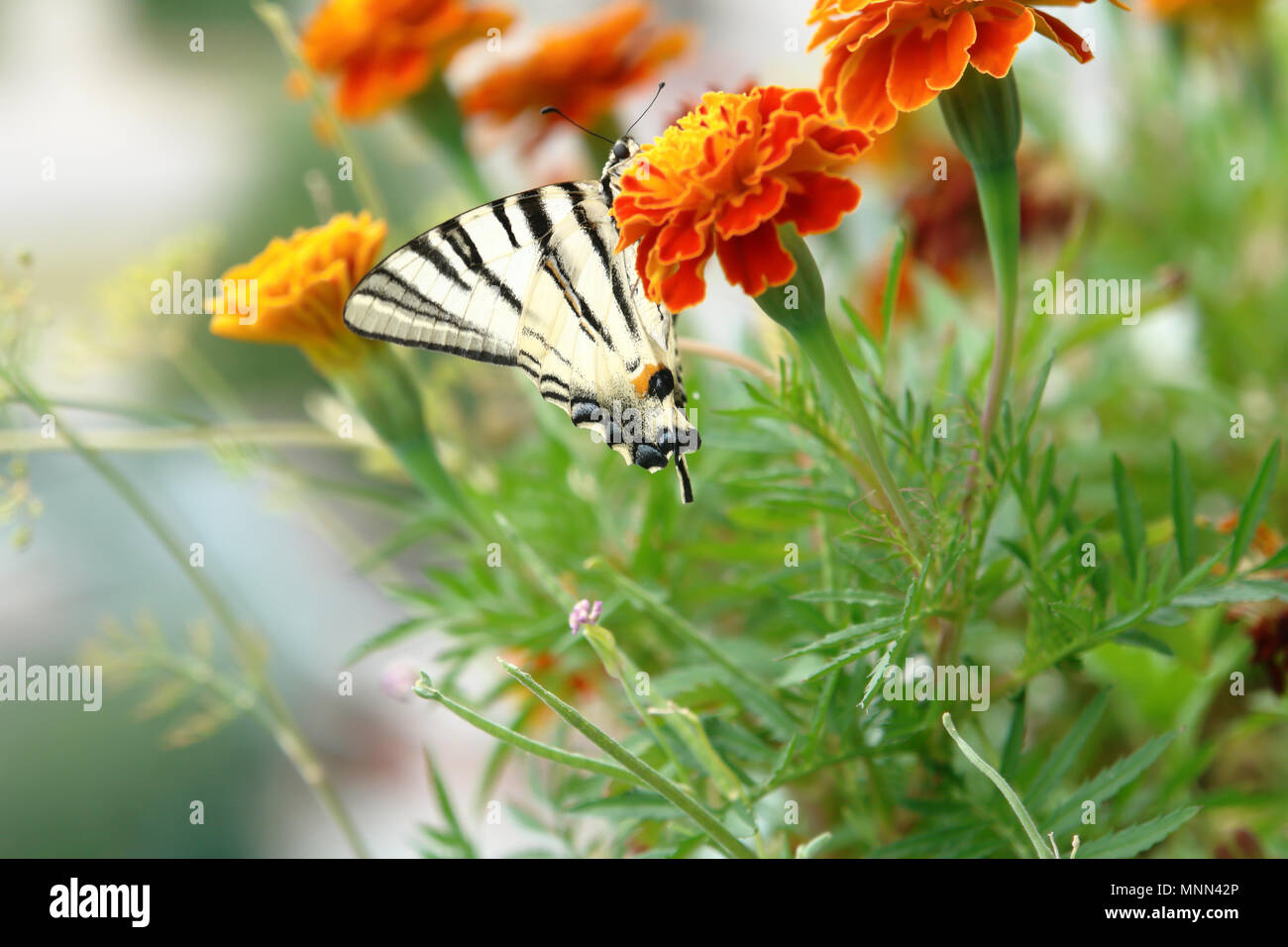 Rapae Schmetterling sitzt auf orangen Blüten der Ringelblume. Stockfoto