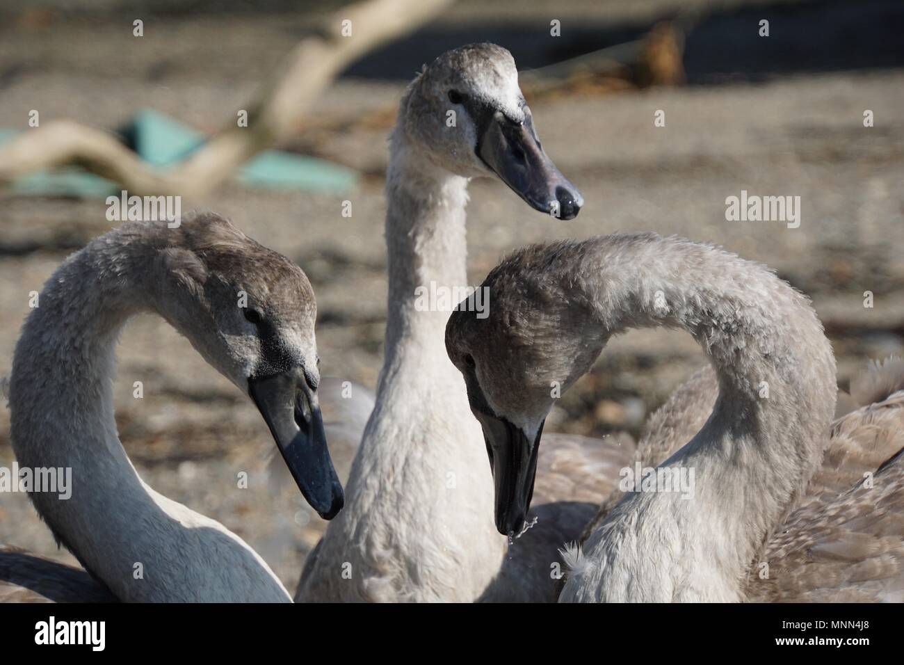 Drei cygnet (baby Schwan) Geschwister Nachholbedarf auf den Klatsch an einem Kiesstrand in Saltash, Cornwall Stockfoto Drei cygnet (baby Schwan) Geschwister Nachholbedarf auf den Klatsch an einem Kiesstrand in Saltash, Cornwall Stockfoto