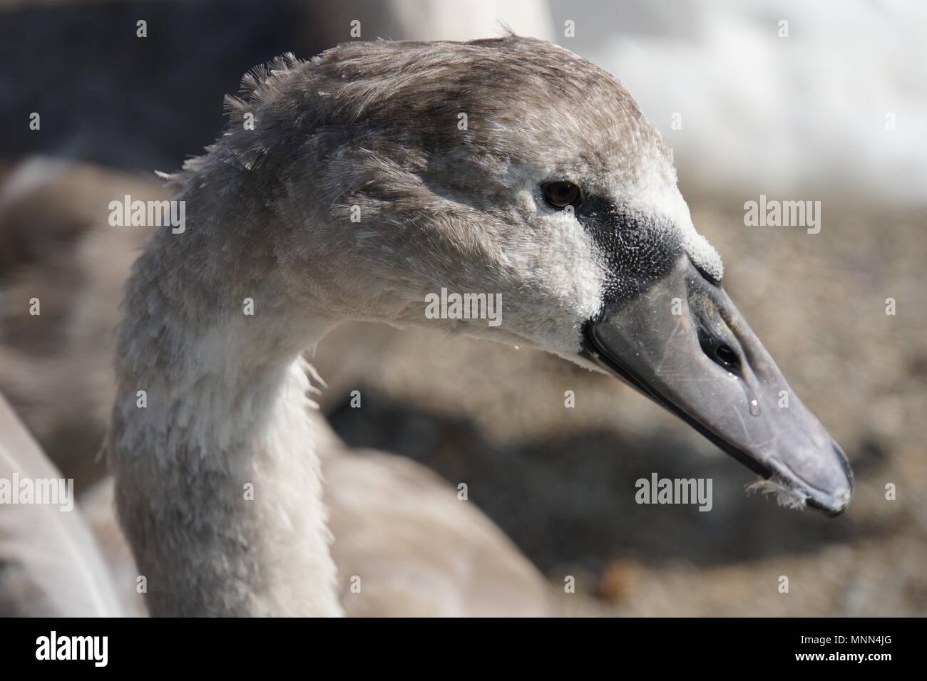 Shaker (junge Schwan) Headshot mit Feder in seinem Schnabel Stockfoto