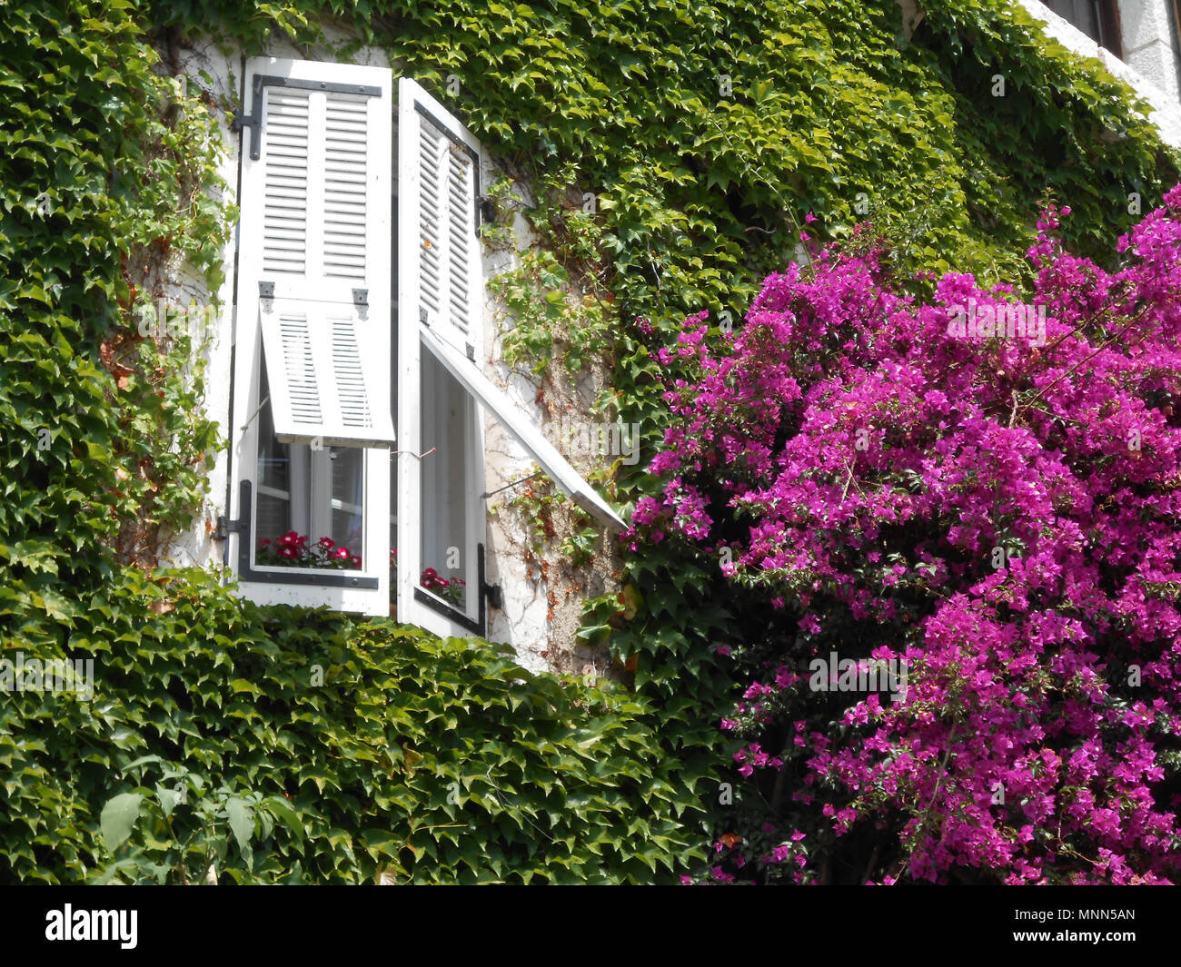 Ein Fenster mit weißen Fensterläden auf einer mit Efeu bewachsene Wand mit magenta Blumen Stockfoto