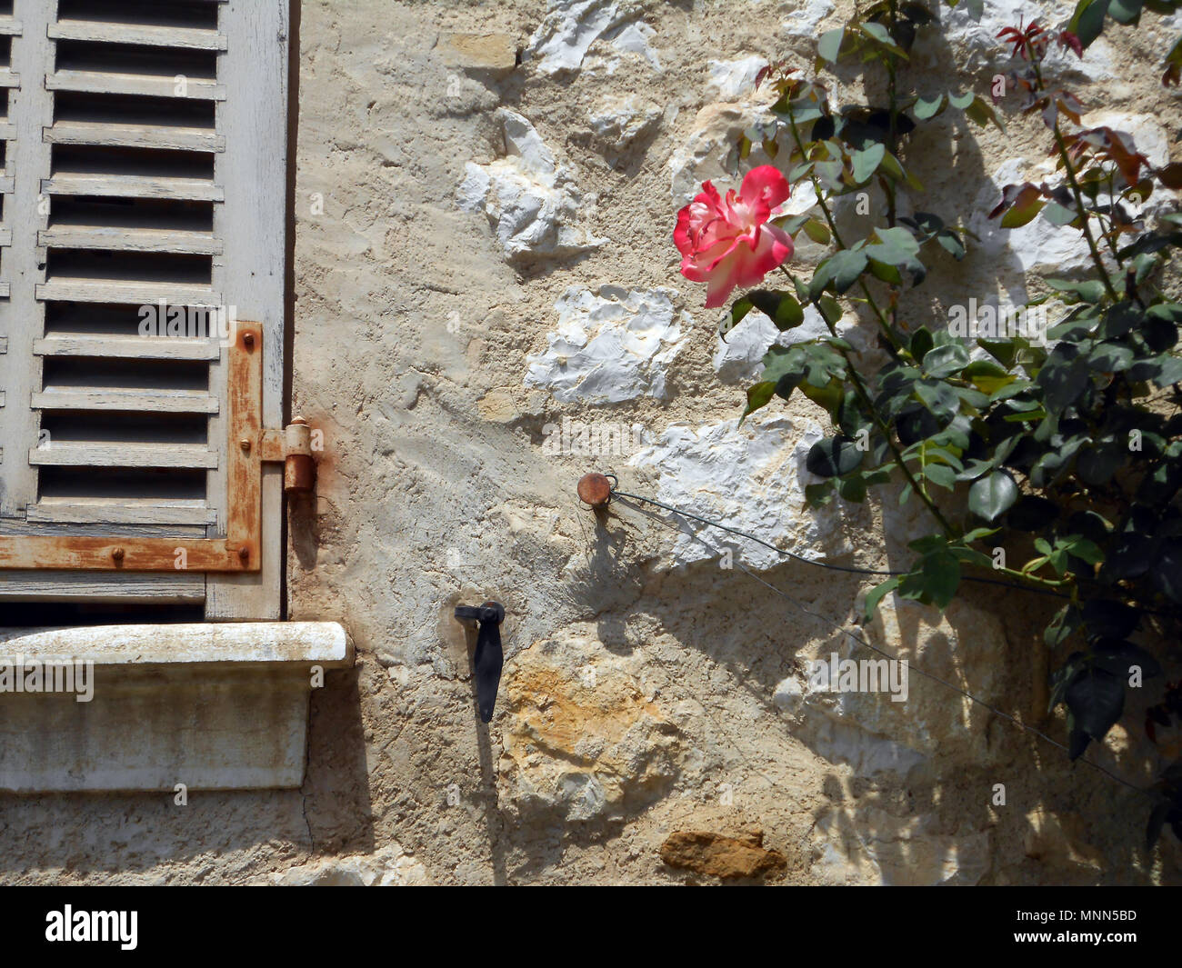 Eine französische Country Szene der eine weiß-rote Rose und eine alte Fensterläden Stockfoto