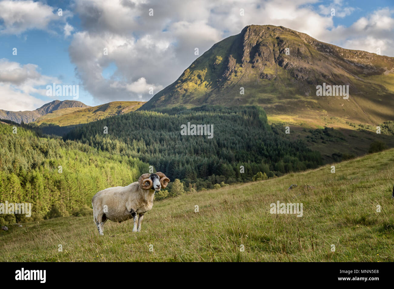 Grobe fiel Schafe Stockfoto