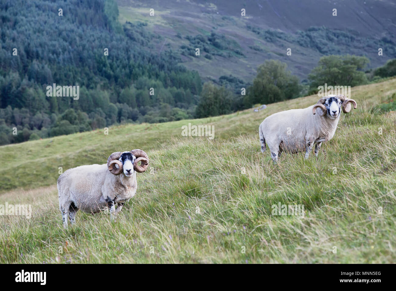 Grobe fiel Schafe Stockfoto