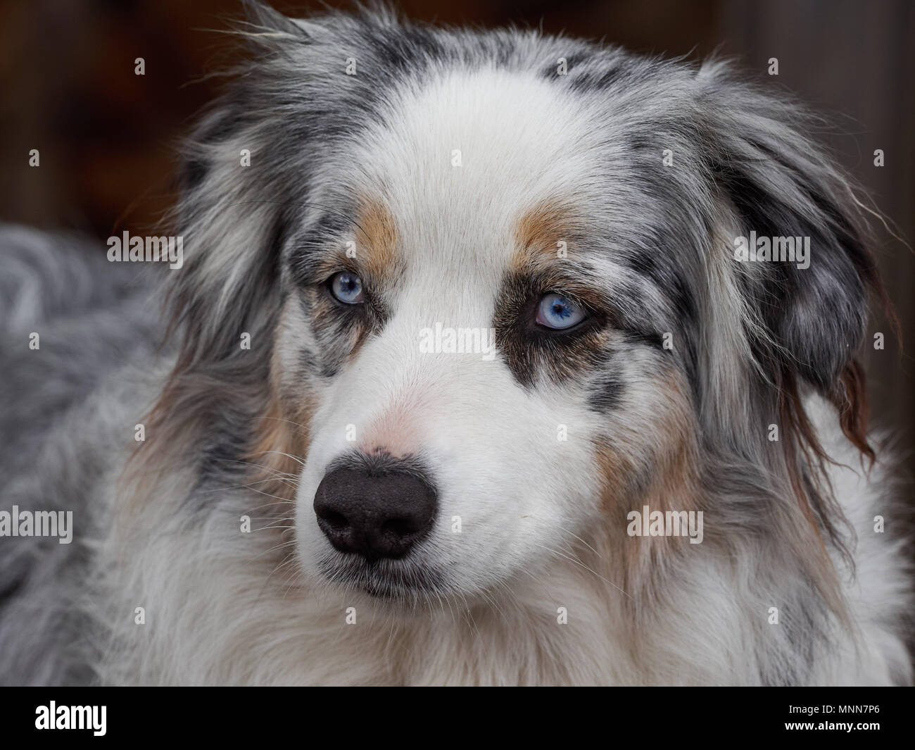 Hund mit seidig weißer Wolle, blaue Augen und schwarze Ohren, Nahaufnahme. Stockfoto