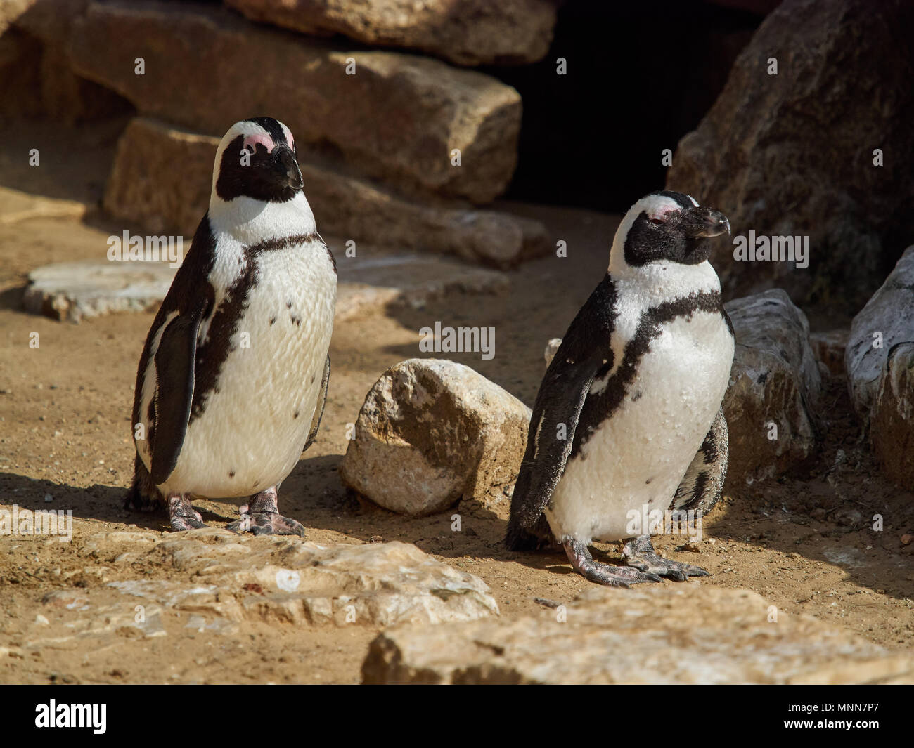 Zwei Magellan-pinguine, mit schwarzem Rücken und weiße Stellen, gehen in den Zoo Valero. Stockfoto