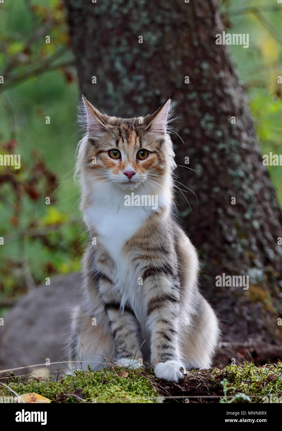 Norwegische Waldkatze Weibchen durch einen Baum Stockfoto