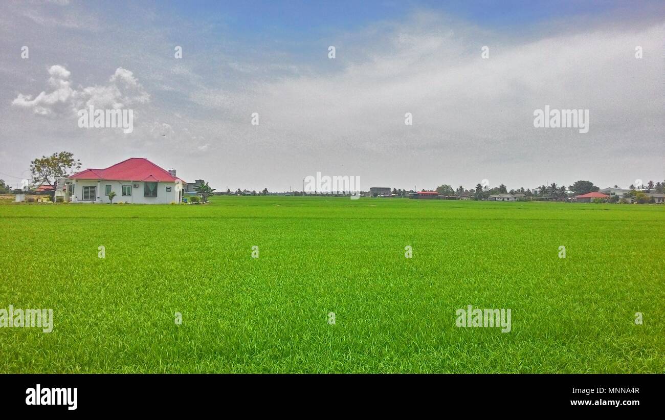 Das Weiße Haus in die Reisfelder Stockfoto