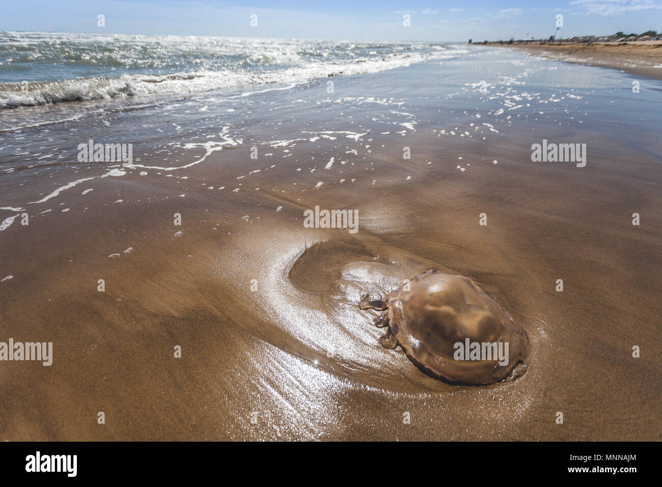 Große Quallen am Strand von den Wellen des Meeres, Bibione, Veneto, Italien Stockfoto