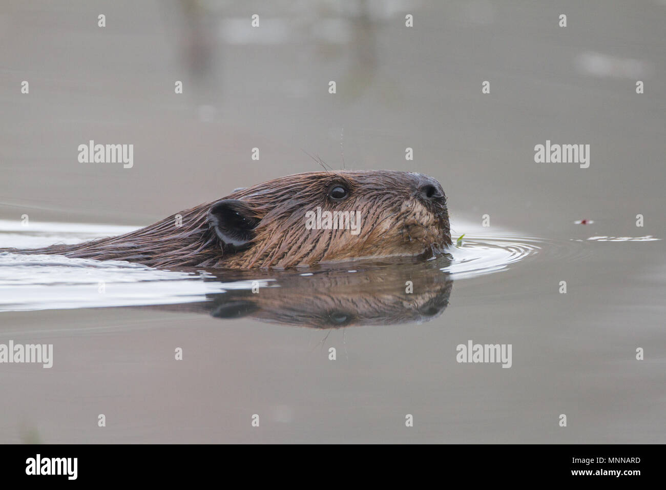 Porträt einer schwimmen Biber mit Reflexion. Stockfoto