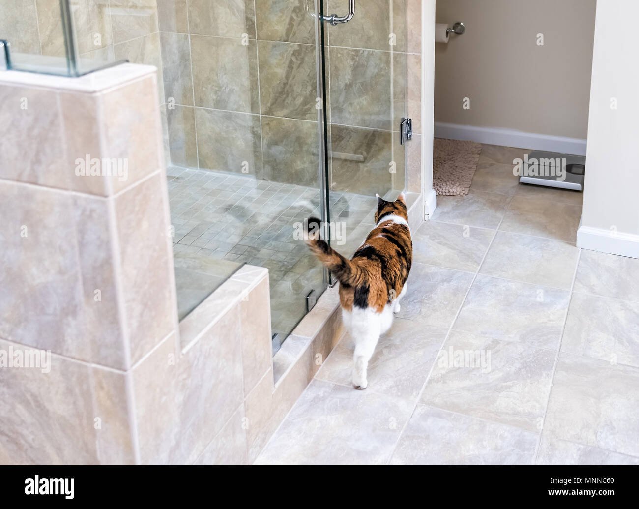 Moderner Luxus Badezimmer mit Fliesen eine orange Calico Cat innen ... Moderner Luxus Badezimmer mit Fliesen eine orange Calico Cat innen ...
