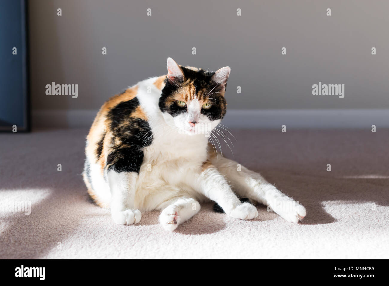 Nahaufnahme des Calico Katze auf Wohnzimmer Schlafzimmer Zimmer Teppichboden Pflege mit weichen Sonnenlicht abgelenkt, wütend Stockfoto