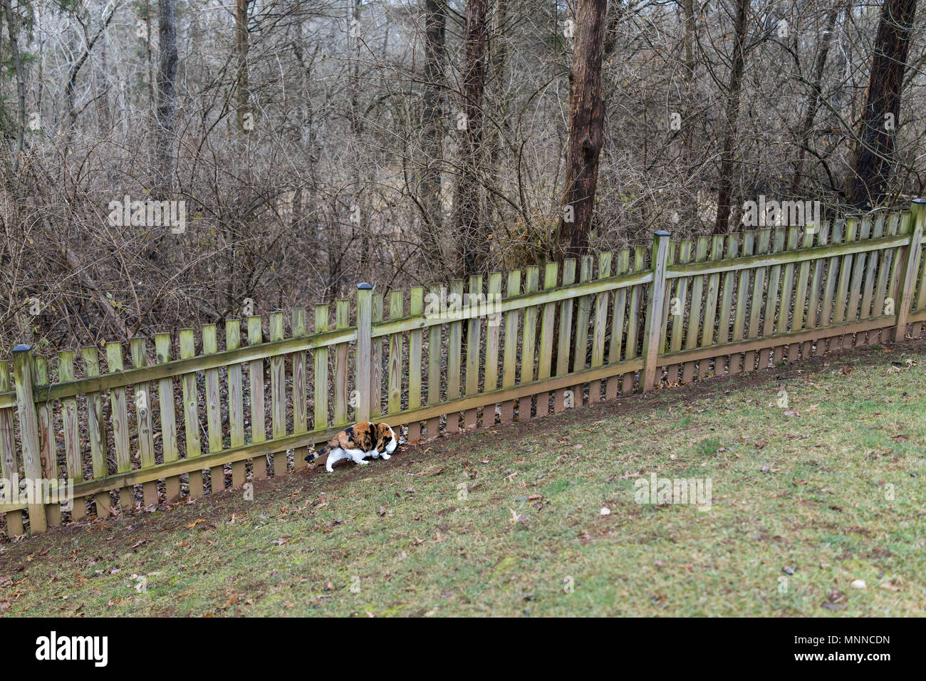 Calico Cat neugierig erkunden Haus Hinterhof von hölzernen Zaun, garten, grünen Gras im Herbst, Winter oder Frühling, Wald Stockfoto