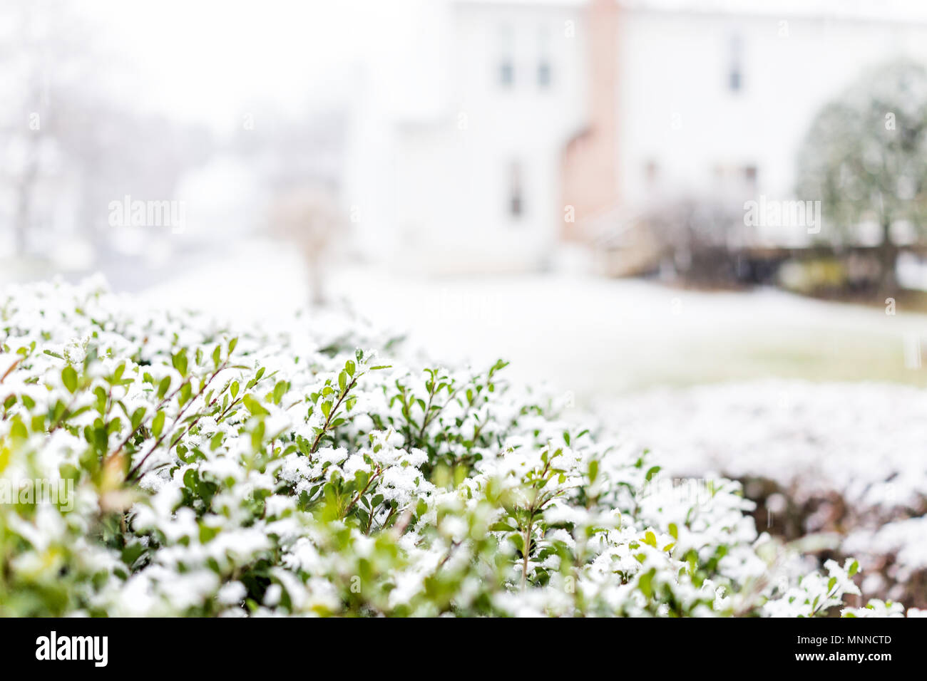 Schneeflocken auf Grün dekorative House home Strauch Makro Nahaufnahme mit bokeh Hintergrund der Einfamilienhaus während Blizzard white Storm Stockfoto