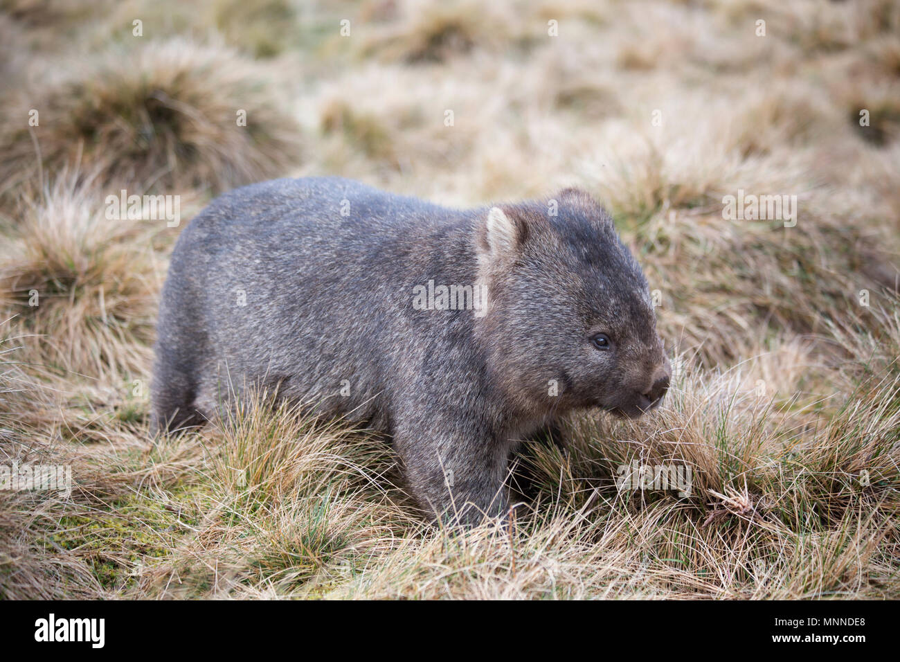 Eine wilde Wombat in seinem natürlichen Lebensraum, Tasmanische Hochland. Stockfoto