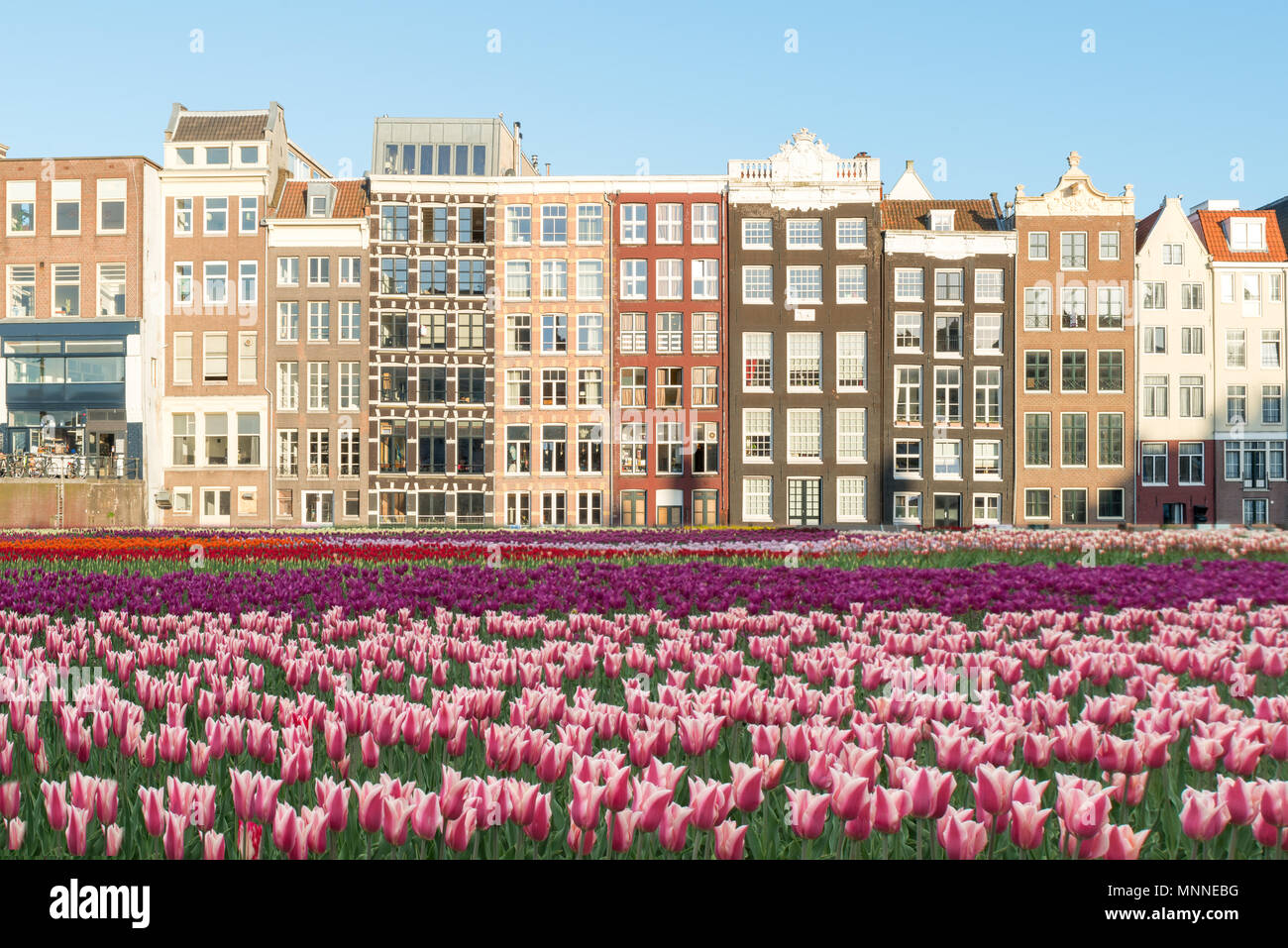 Niederlande Tulpen und Fassaden der alten Häuser in Amsterdam, Niederlande. Holländische Häuser mit frischen Tulpen Blumen. Stockfoto
