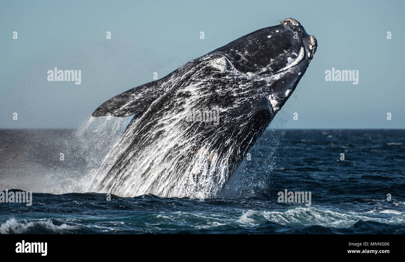 Wal springen in Patagonien Stockfoto