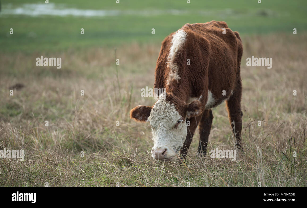 Junge Kuh auf dem Bauernhof Stockfoto