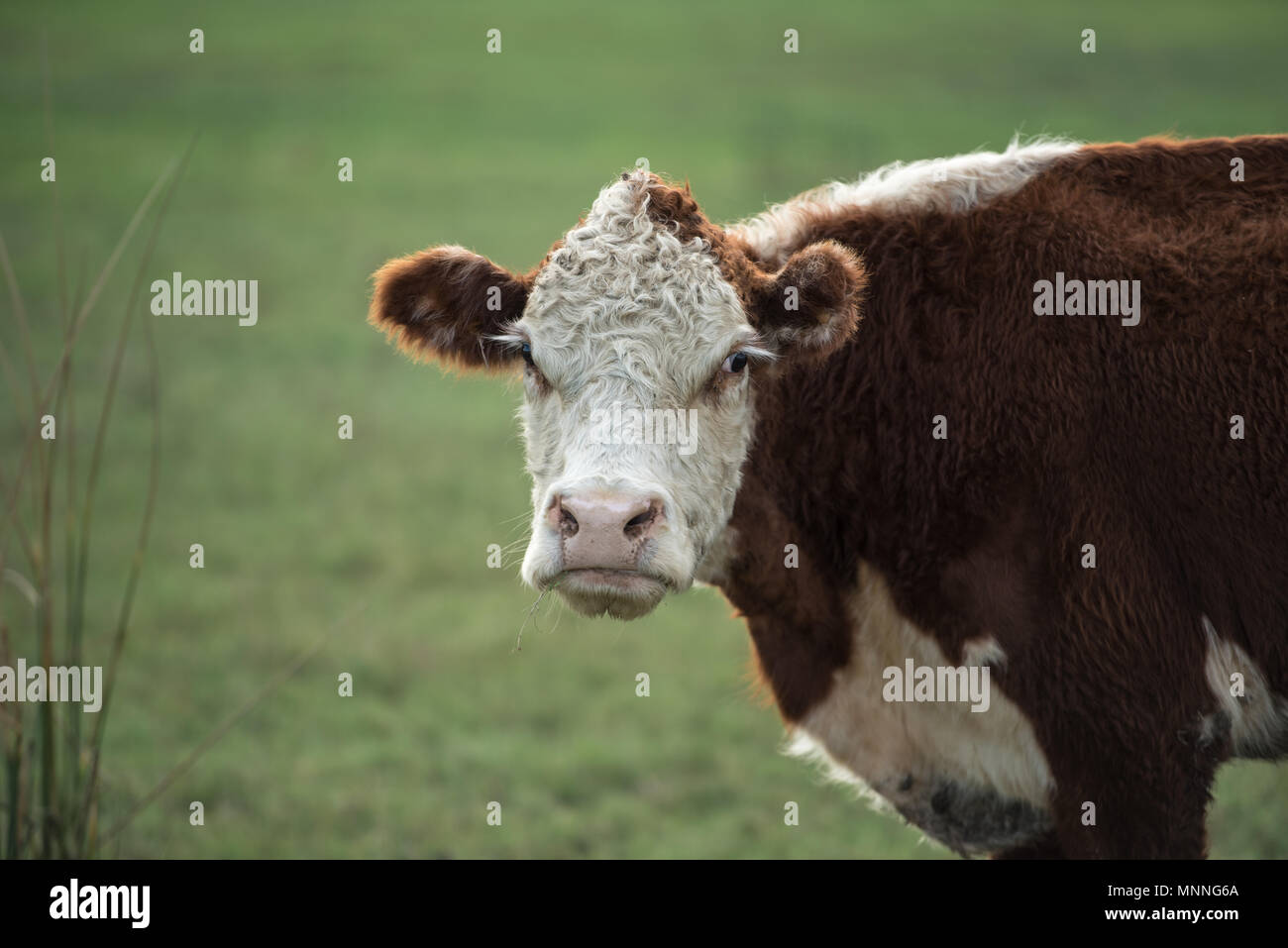 Junge Kuh auf dem Bauernhof Stockfoto