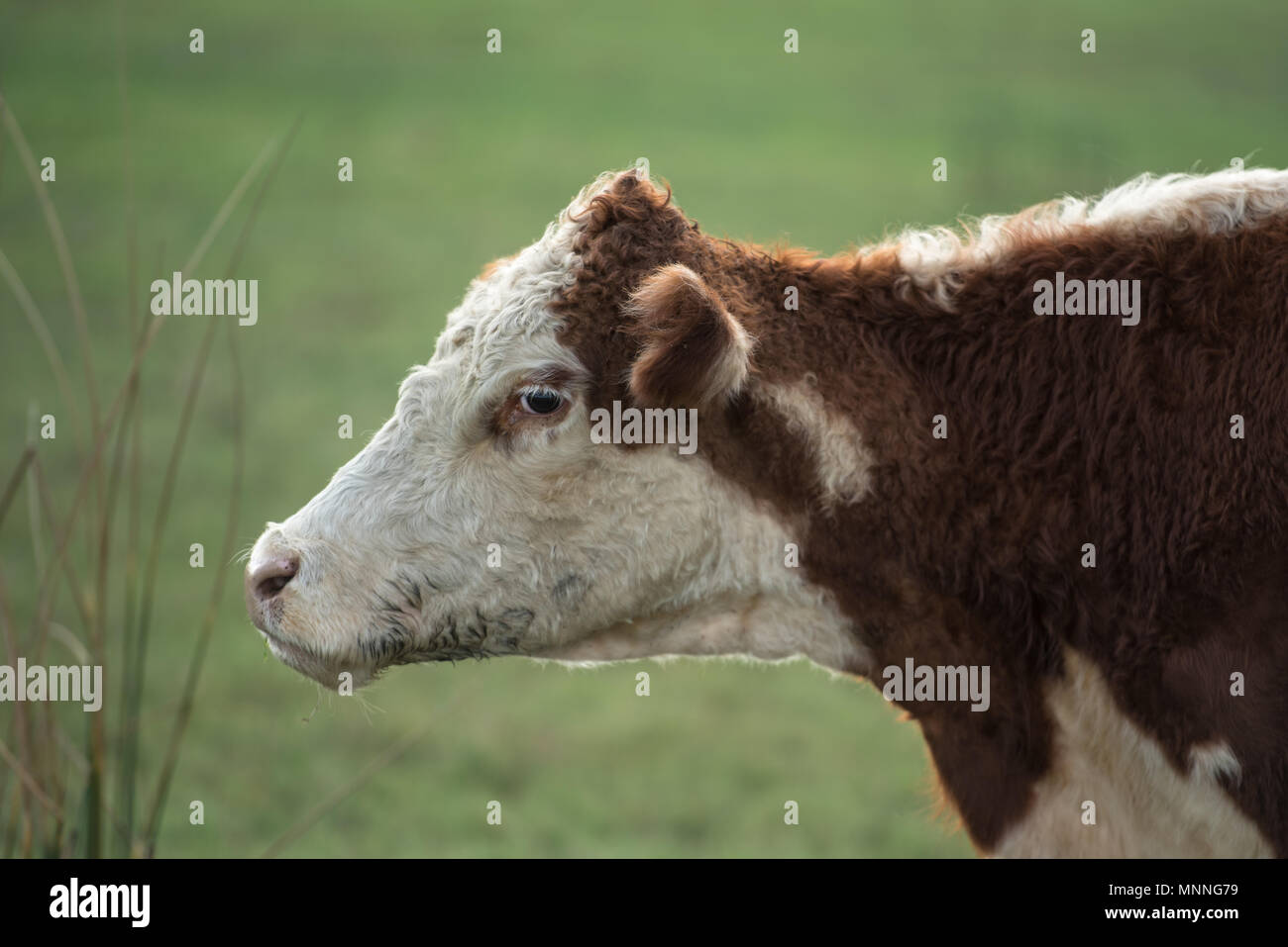 Junge Kuh auf dem Bauernhof Stockfoto