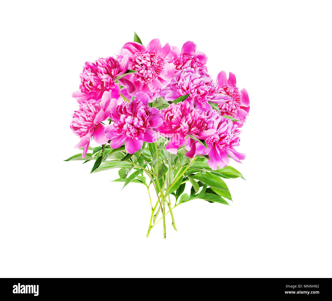 Schönen Sommer Blumenstrauß aus vielen rosa Pfingstrose Blüten mit grünen Blättern, auf weißem Hintergrund Stockfoto