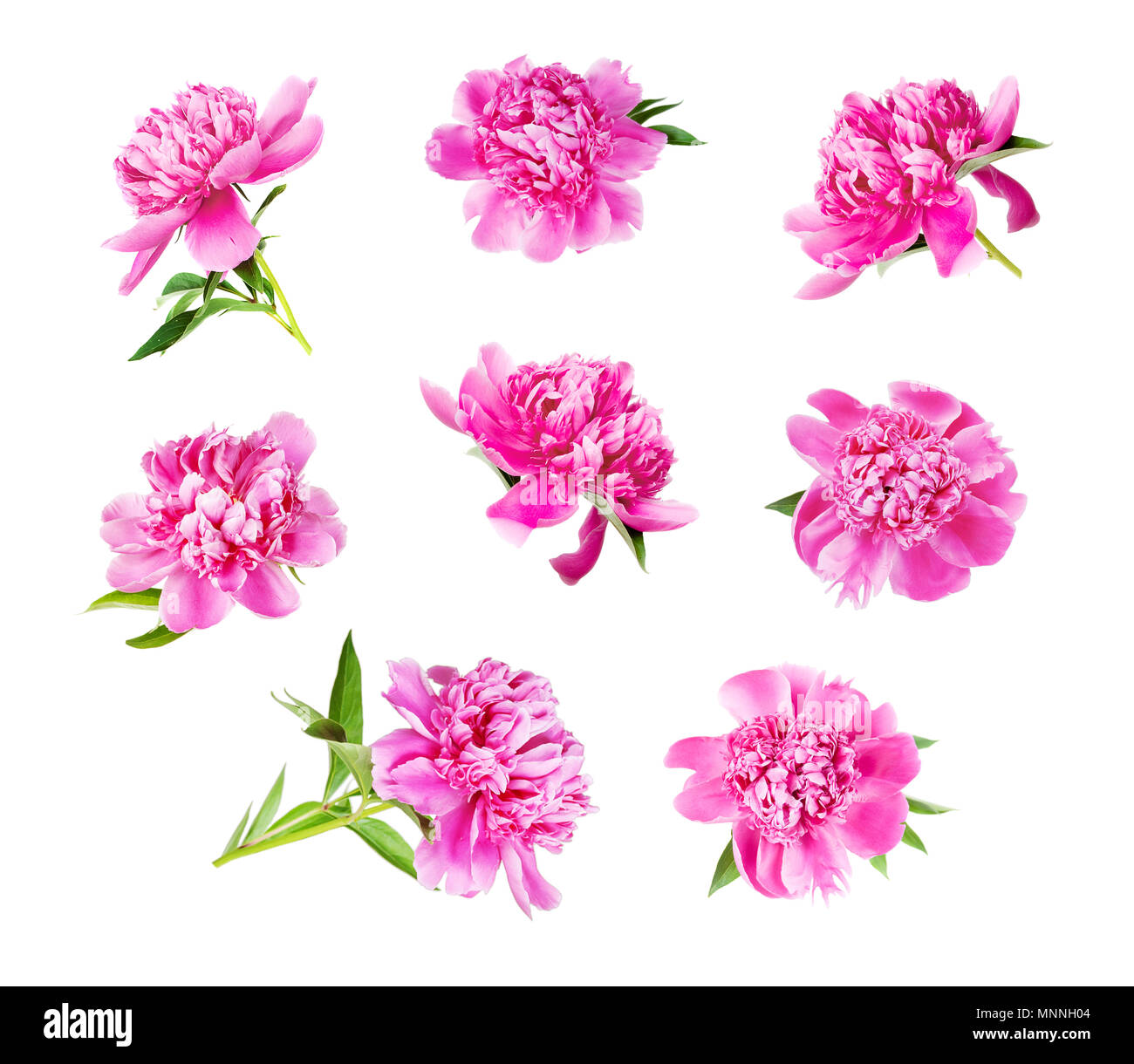 Schönen Sommer blumen Set von vielen rosa Pfingstrosen mit grünen Blättern, auf weißem Hintergrund Stockfoto