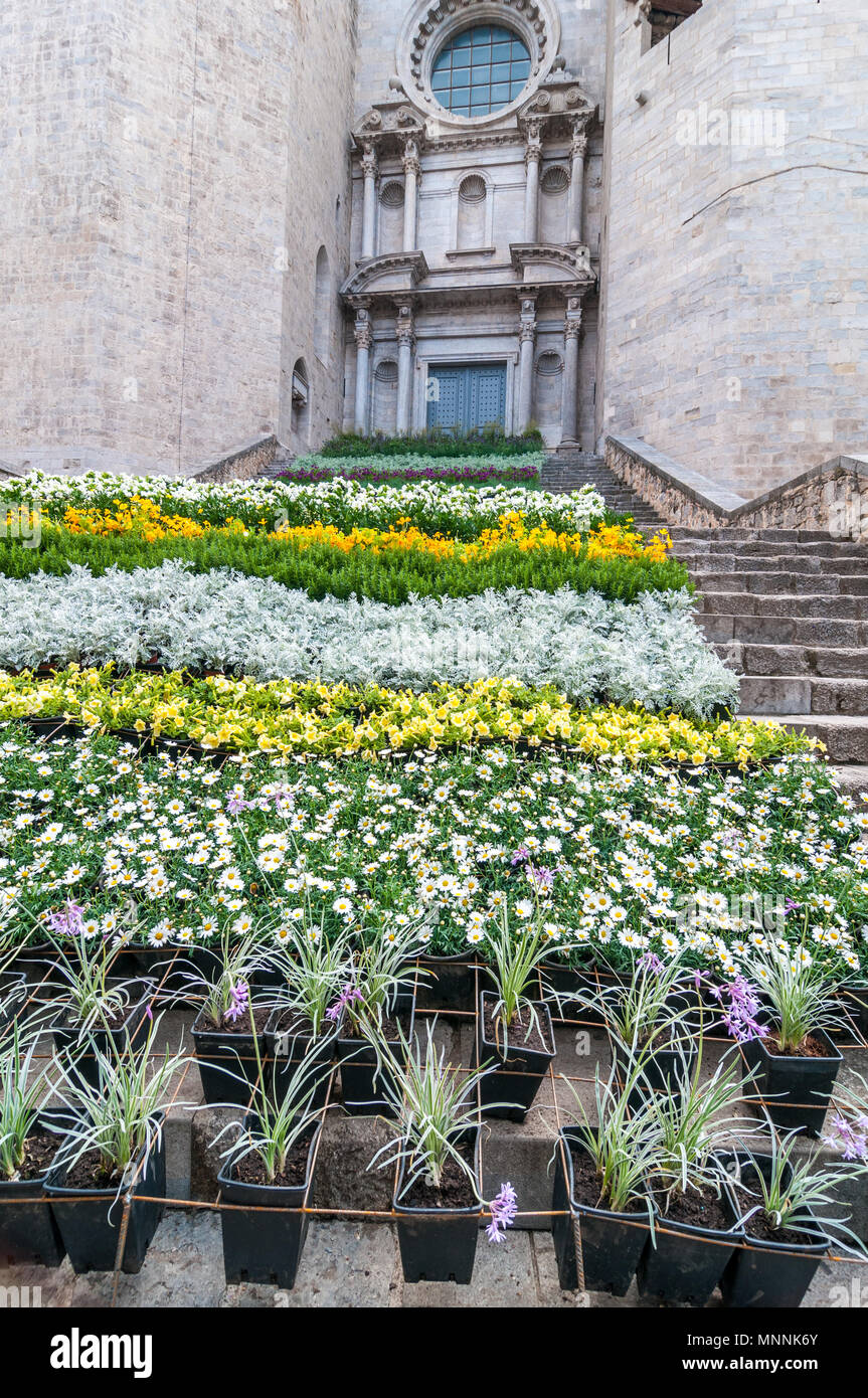 Blumenschmuck auf den Stufen der Kirche St. Felix, jährliche Flower Festival "Temps de Flors 2018", Girona, Katalonien, Spanien Stockfoto